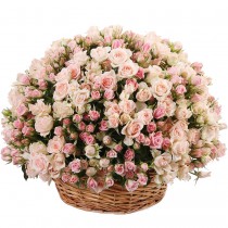 Basket of 101 pink bush roses